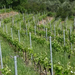 Cà Dei Conti , San Bartolomeo Al Mare Italia